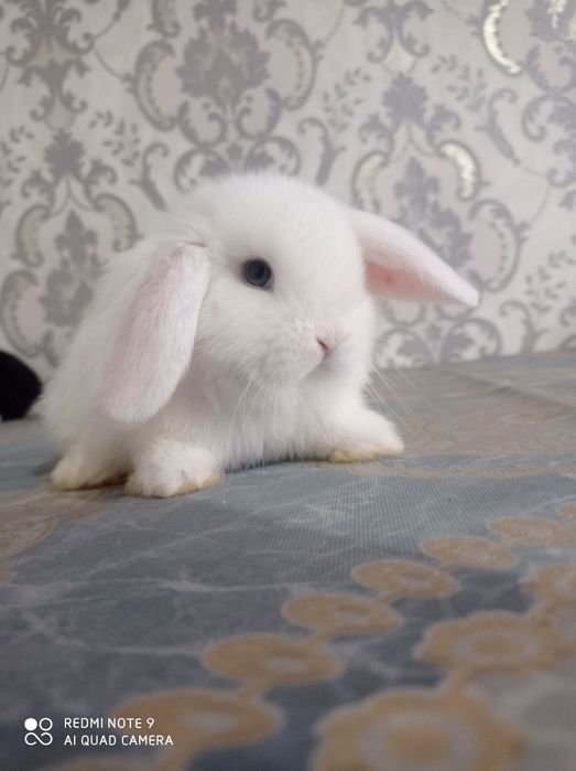 Karlik barang minilop splitlar