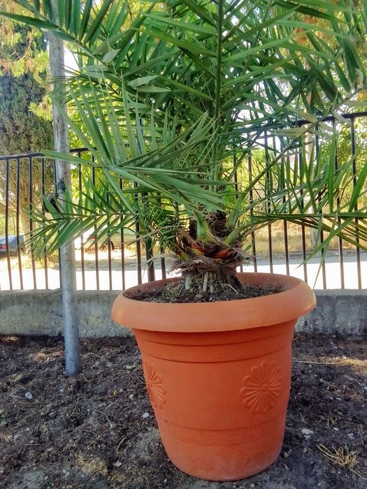 Големи Финикови палми