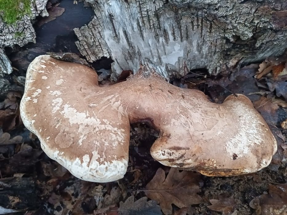Piptoporus betulinus