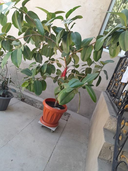 Продаю комнатные растения