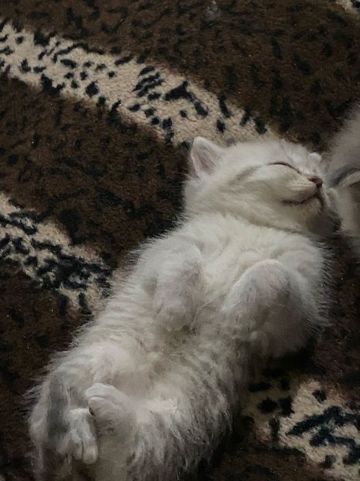 Продам катят шатлансав