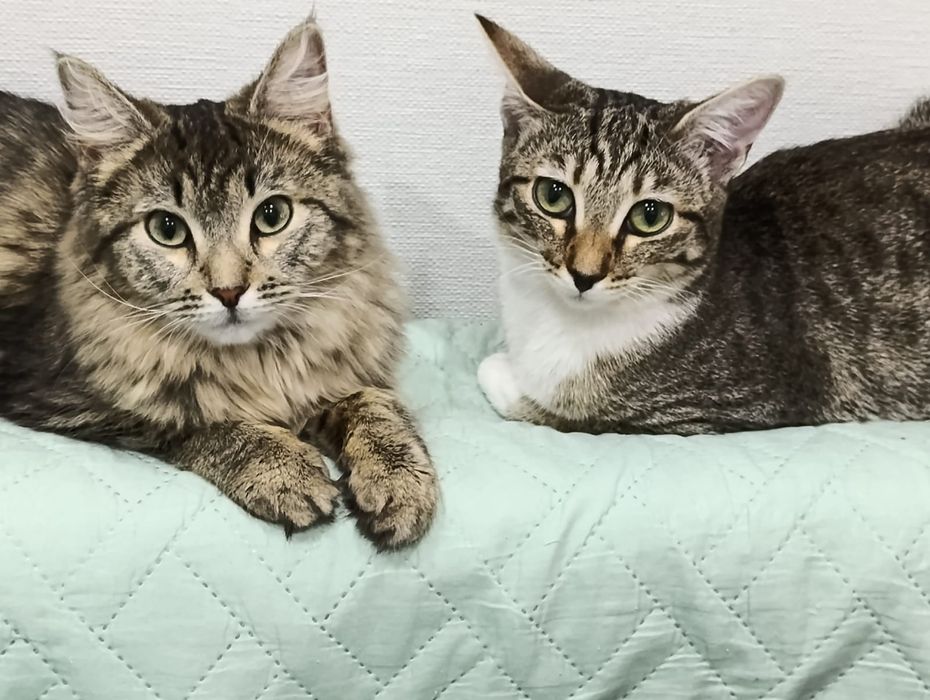 Отдаются в хорошие руки 2 кошки