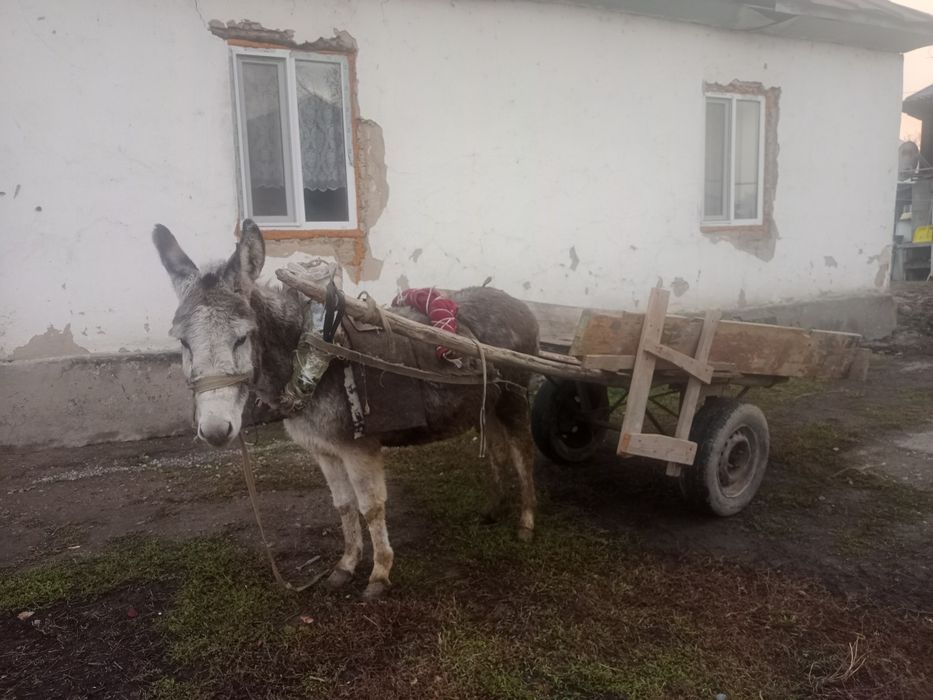 Продам осла .          .