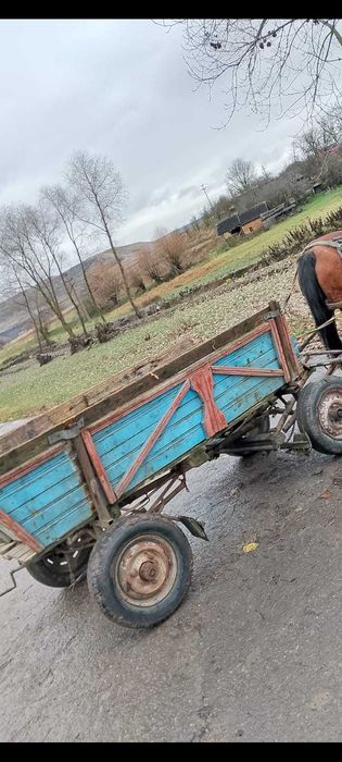 Caruta  si ham disponibile