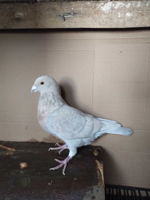 Porumbei reduced și Dominant Opal  de vânzare