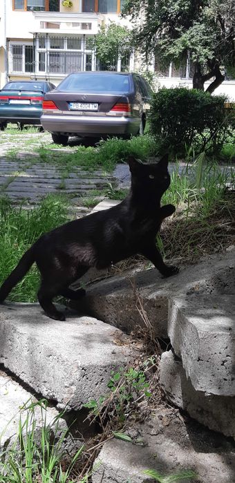 Мила и гушкаща  женска черна котка!