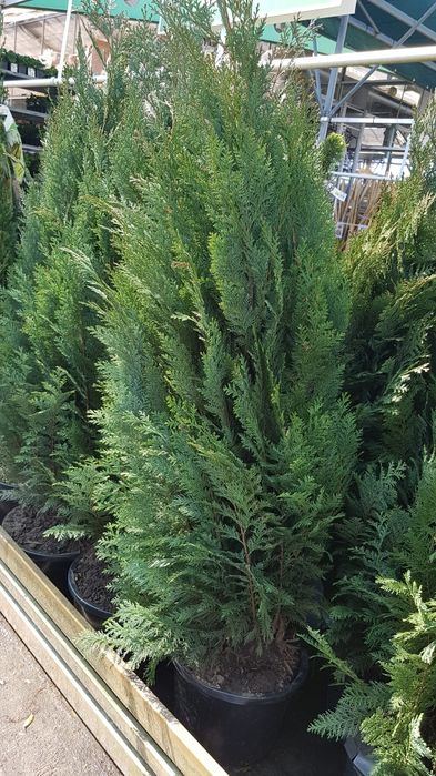 Leylandii gard viu, Chiparos Leylandii, Leylandri gard viu vesnic.