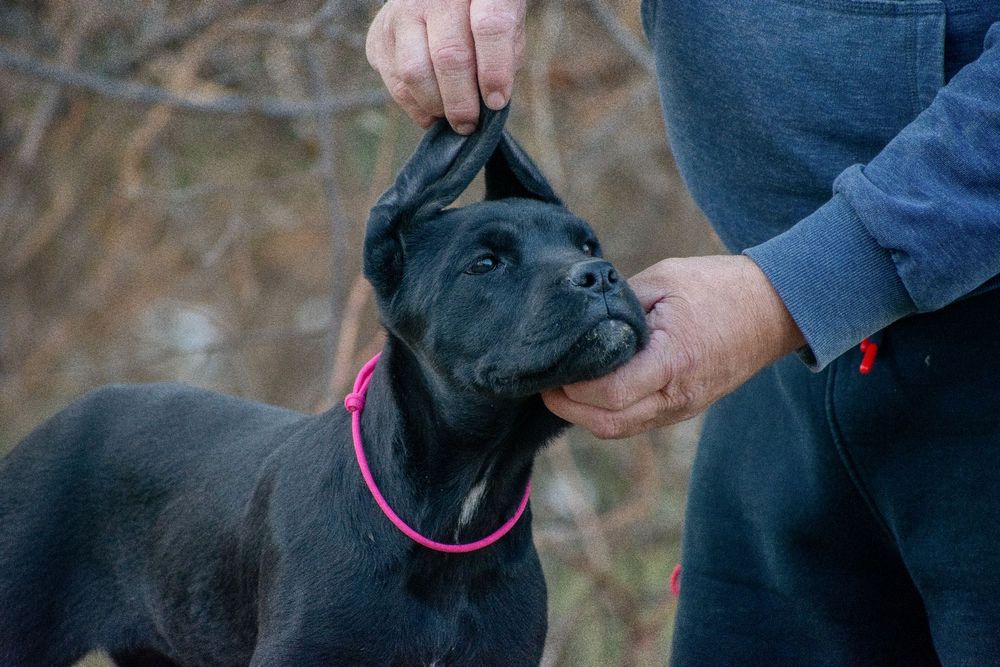 Cane Corso 4 Luni Femela
