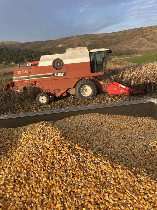 Porumb si grau de vanzare