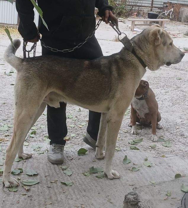 Алабай 1,3жас сатылады