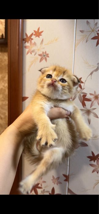 Продаются котята Фолд, без брака