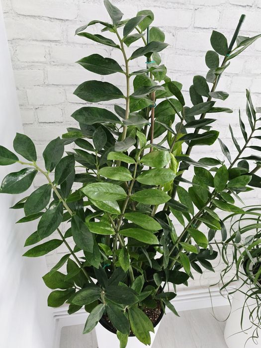Floare interior Zamioculcas Zamiifolia Super Nova