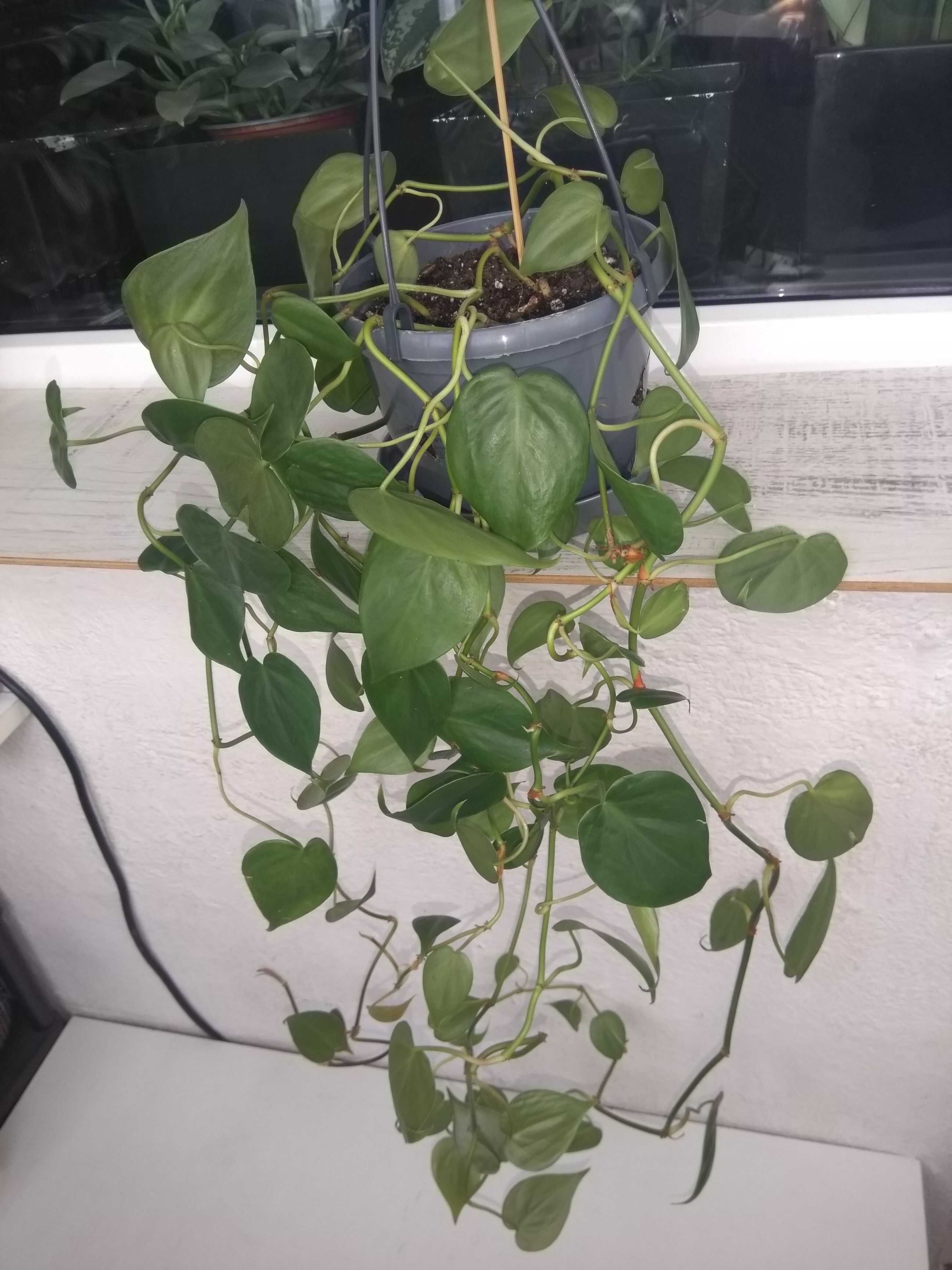 Philodendron Scadens curgator agatator lungime 50/250cm ghiveci suspen