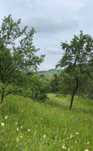 Vanzare teren intravilan,Sotrile,V. Doftanei,cabana,3300mp,parcelabil
