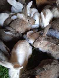 Vând iepuri adulți sau puii