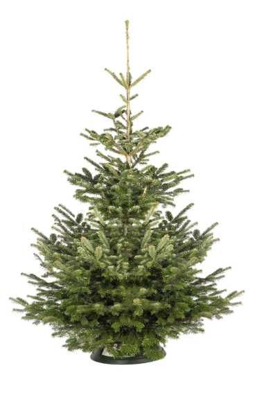 Brad de Crăciun – Livrare la domiciliu!