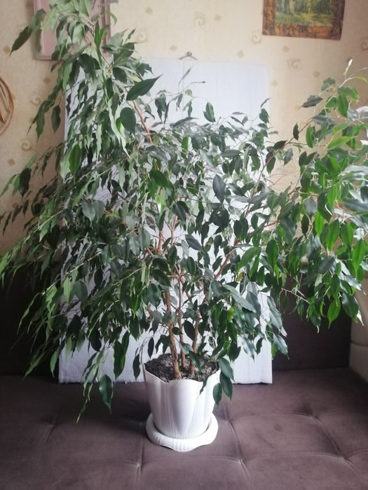 Цветы для дома и офиса. Фикус Бенджамина