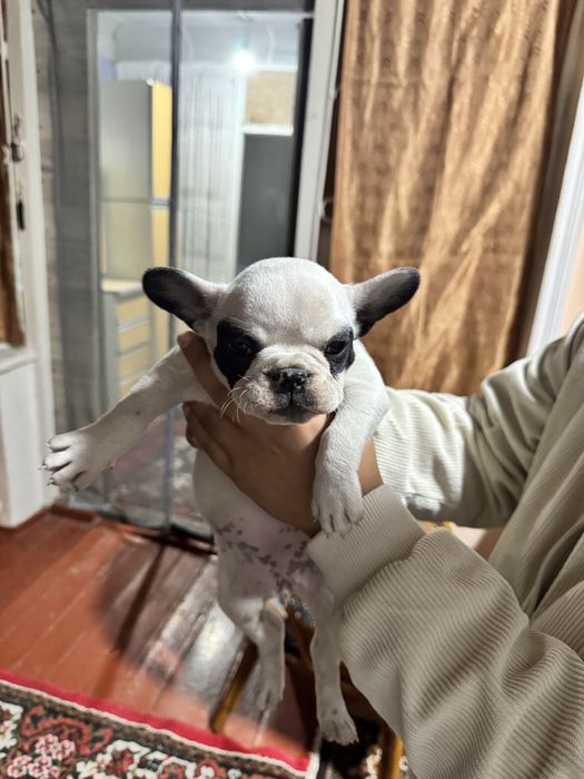 Щенки Французский бульдог