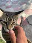 Котенок Гроза Мышек