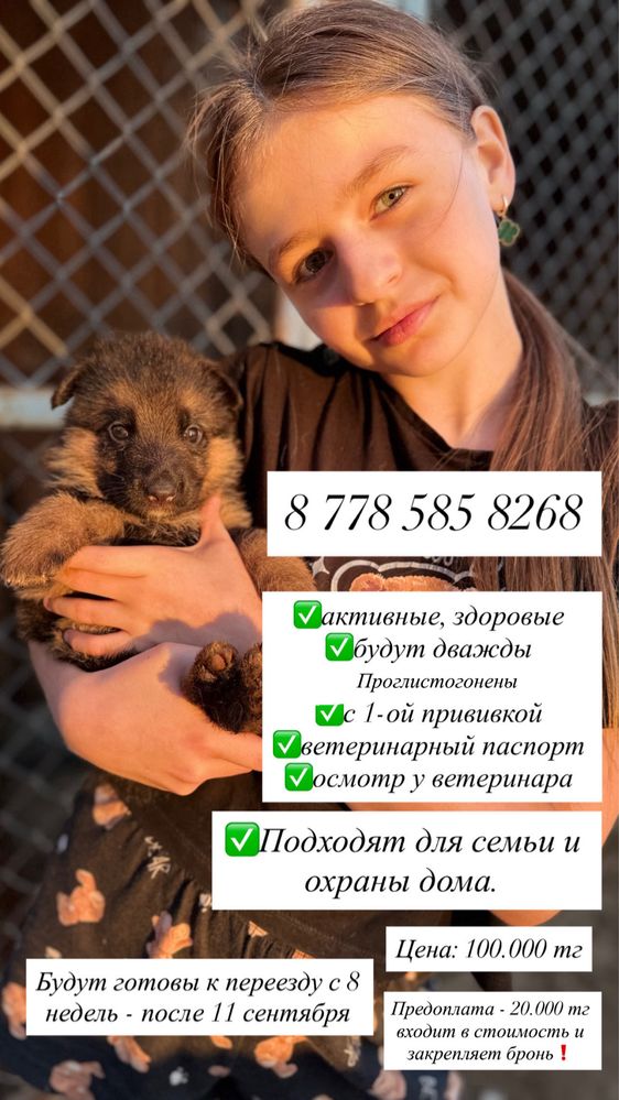 Щенки немецкой овчарки от титульного отца