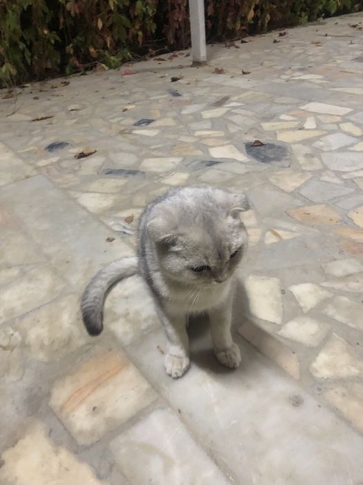 пишак сотилади зотдор хамма привкалари килинган