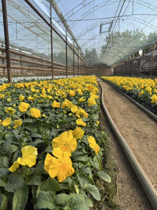 Mavsumiy gullar viola karam