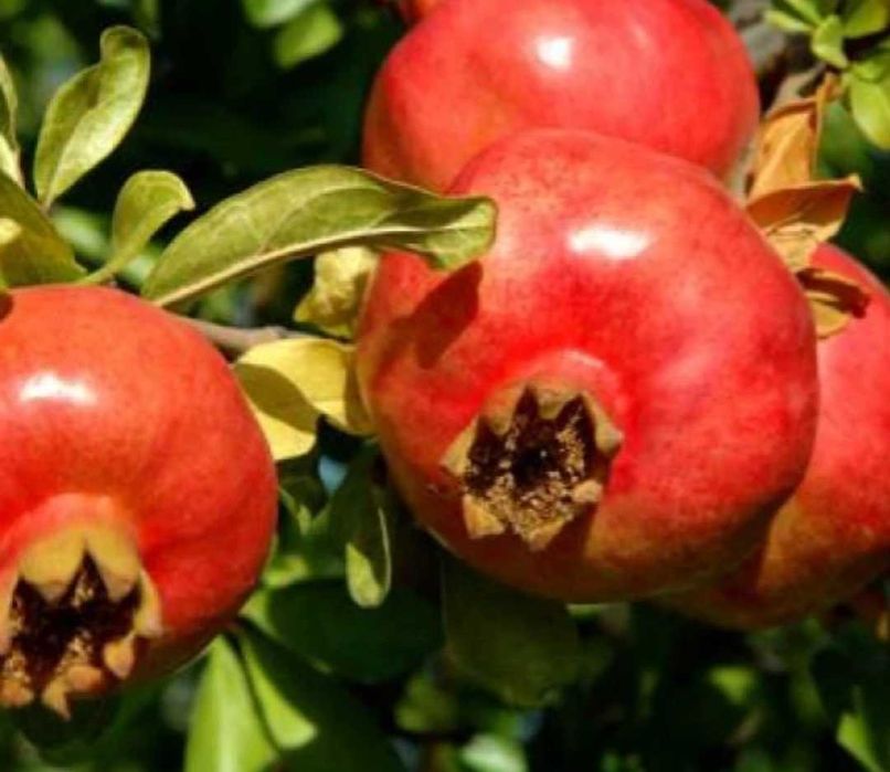 kaki smohin rodie kiwi castan comestibil