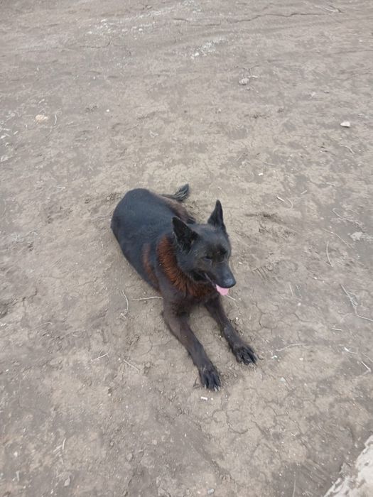 овчарка сатылады ургашы