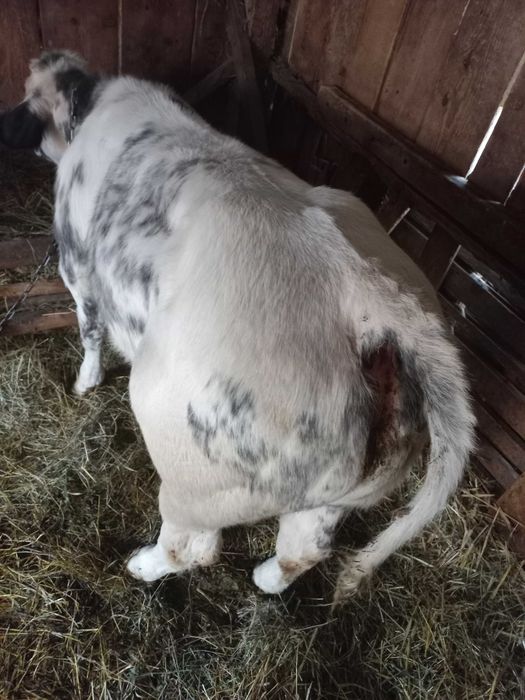 Vand doi tauri. Unul belgian, Unul balțat