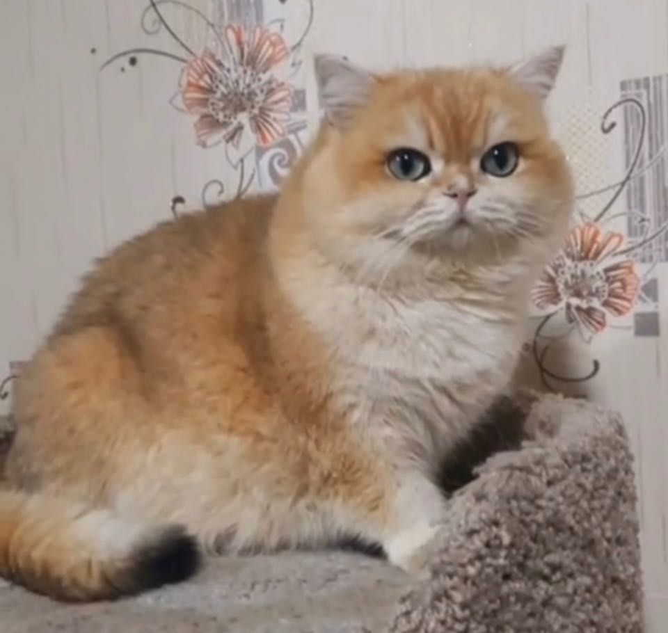 Vyaska. Zalatoy shinshila