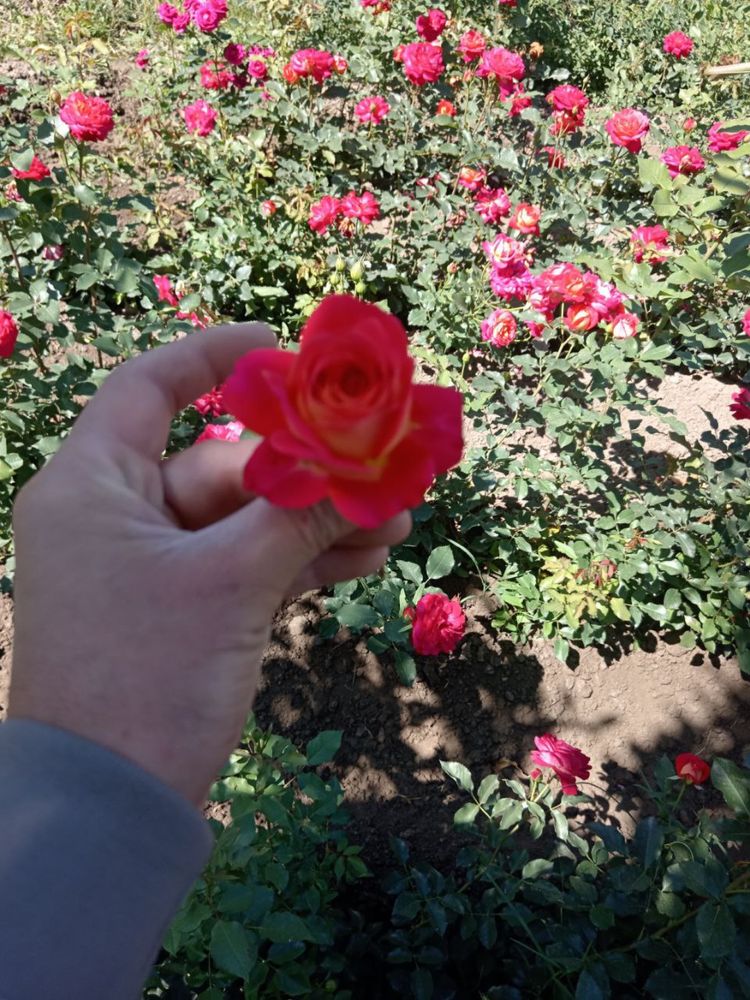 Atirgul g’uncha va kochatlar bor xar xil sortidan