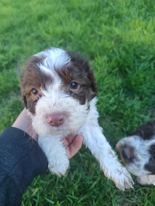 Чистокръвни лагото