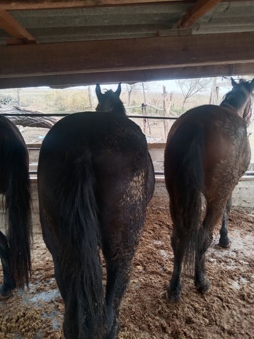 Семиз жылкылар сатылады