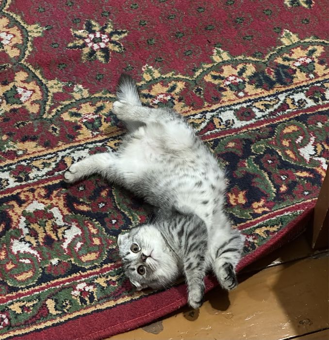 Продаю кота, породистый