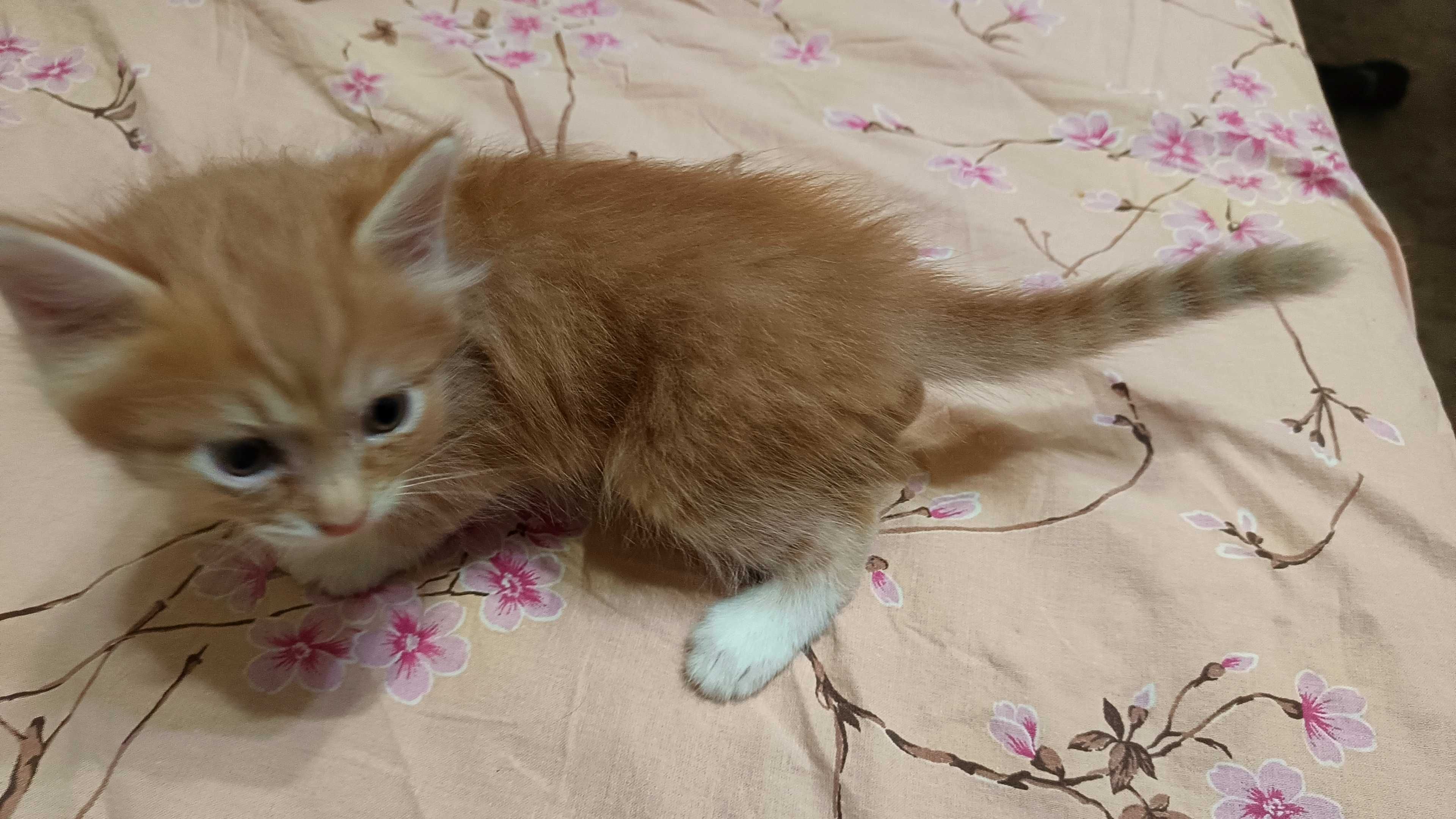 бесплатно котенок, мысык