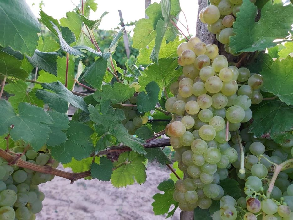 Struguri de masa si de vin