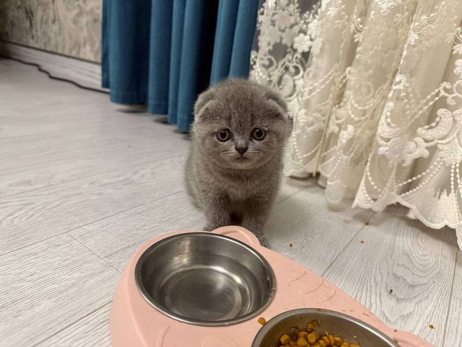 Чистокровные котята скотиш фолд
