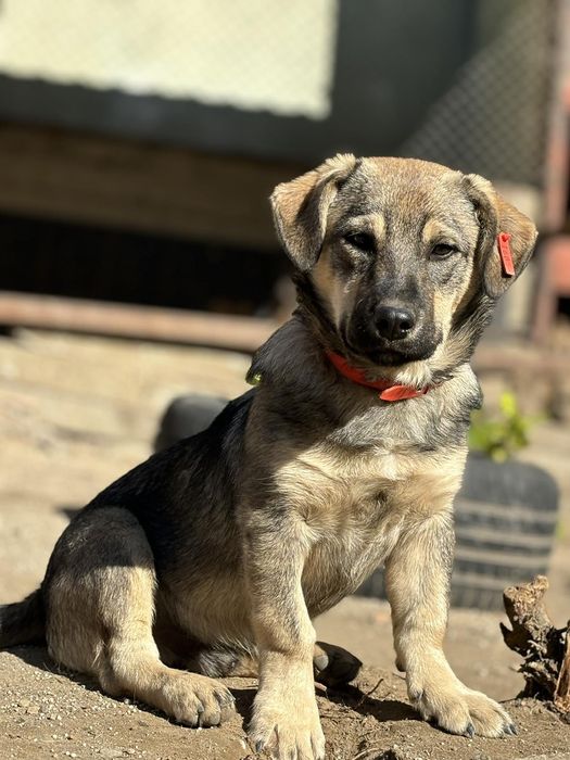 Подарявам кученце Любов