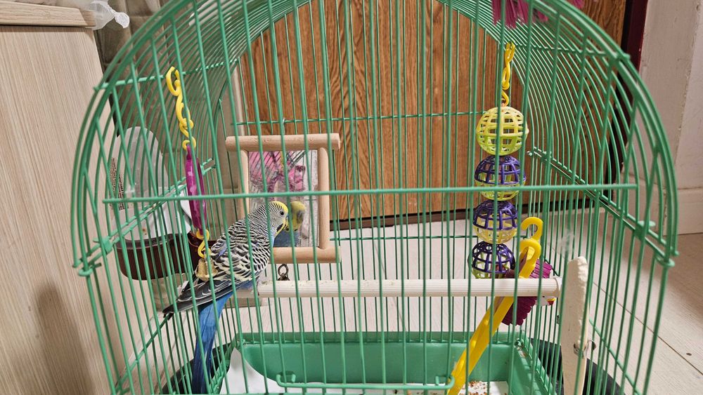 Vand peruș si cusca cu accesorii