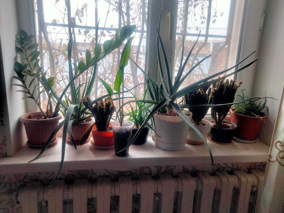 Продам  комнатный  цветы  тёщин язык  рео алое кактус и тот другие