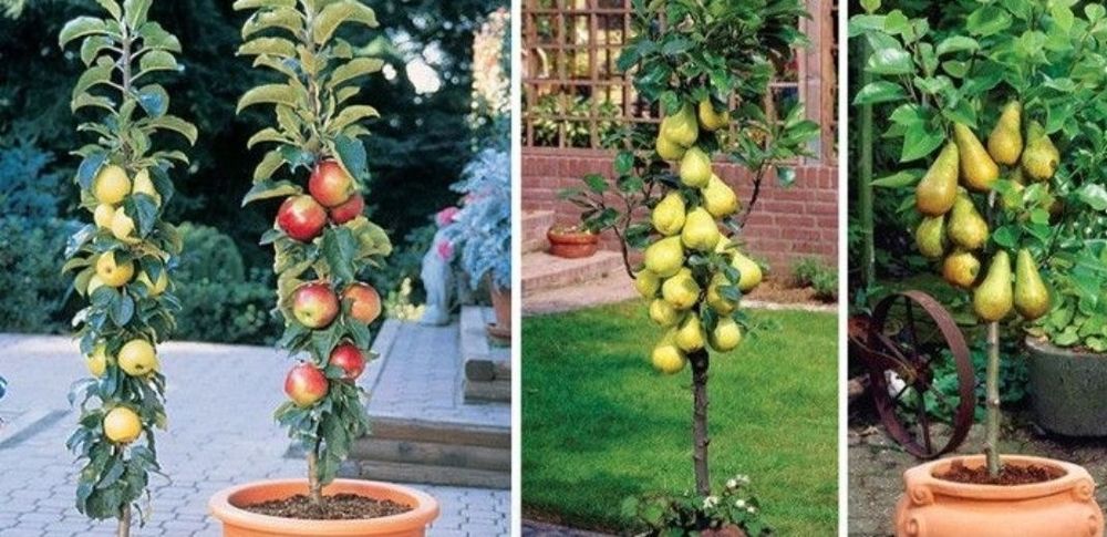 Pomi Fructiferi Columnari