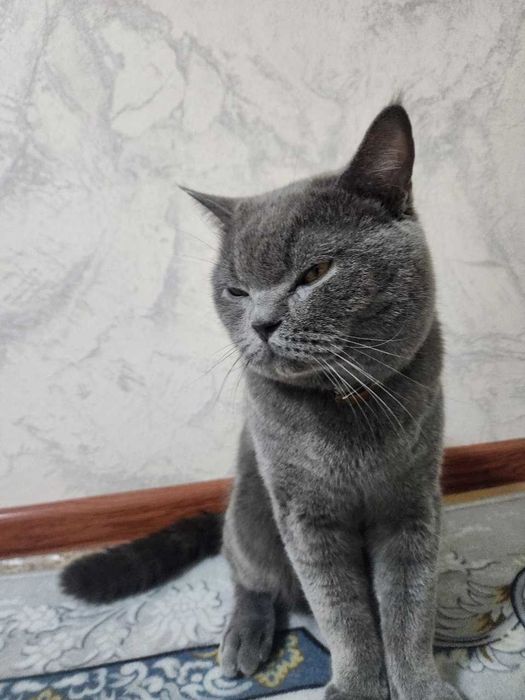 Британская КОШКА!