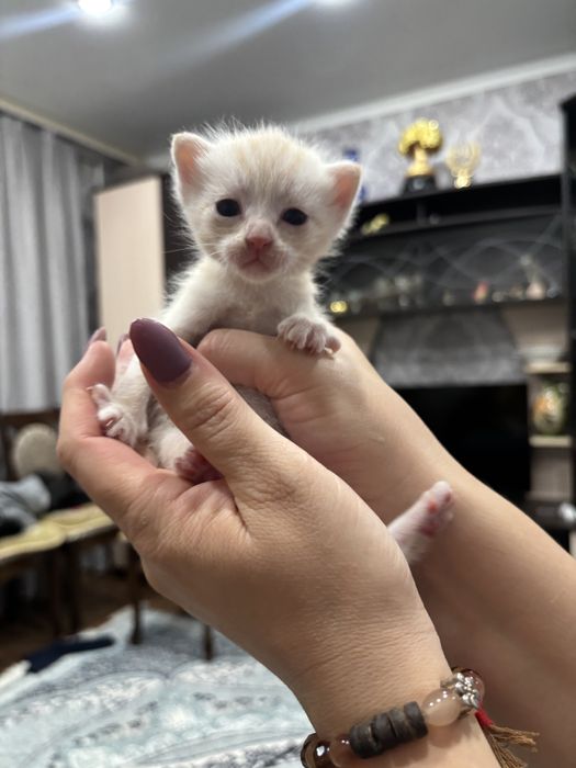 Продам котят скоттиш страйт