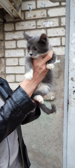 Отдам котят мальчиков в добрые руки