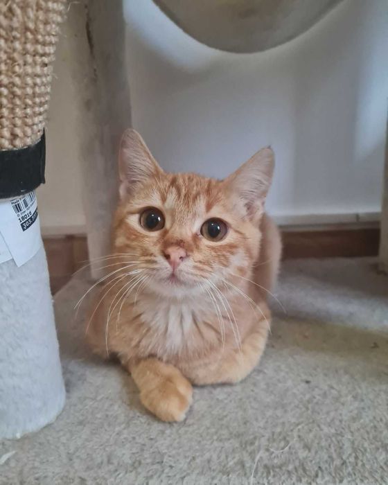 Рижаво коте си търси дом