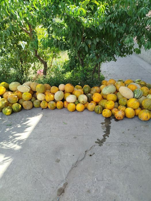 Qovun puchoq sotilade kilose 1000 sumdan