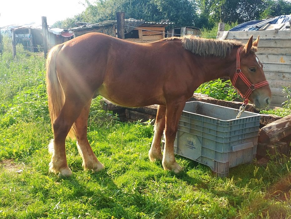 Vând/schimb cu animale,auto etc