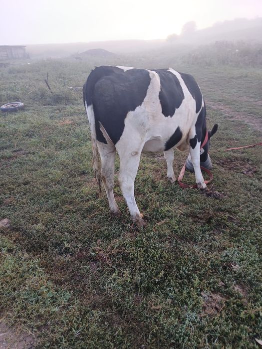 Junincă Holstein de vânzare