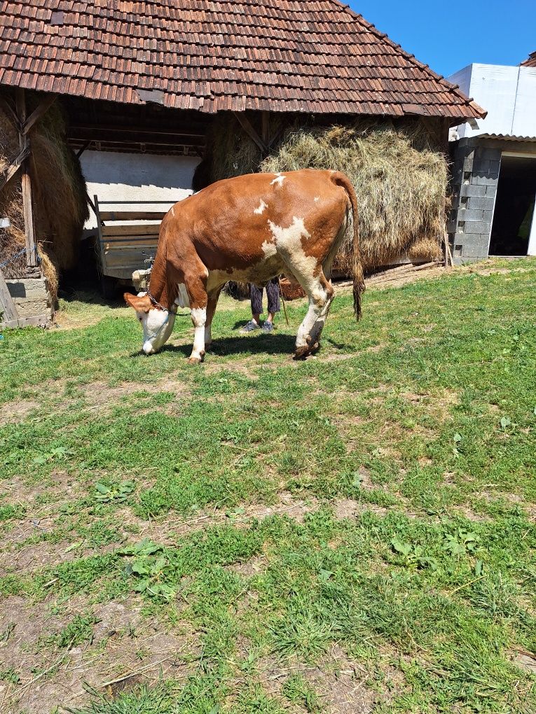 Animale de vanzare