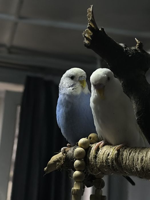 Продам пару волнистых попугаев